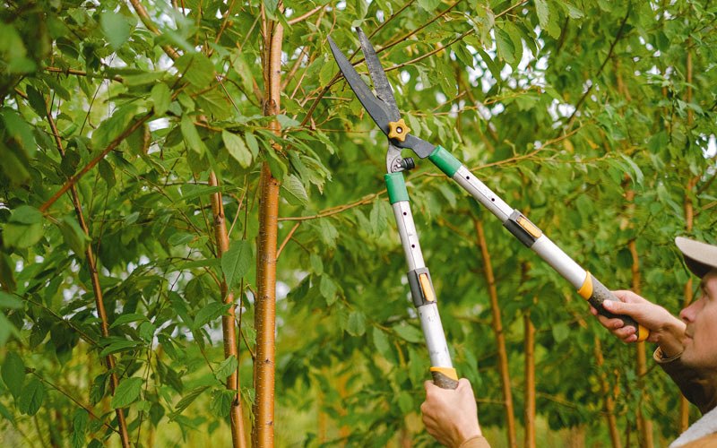 Tree trimming in Hooper, WA